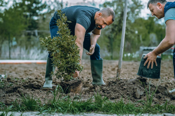 Professional Tree Services in Whitefish Bay, WI