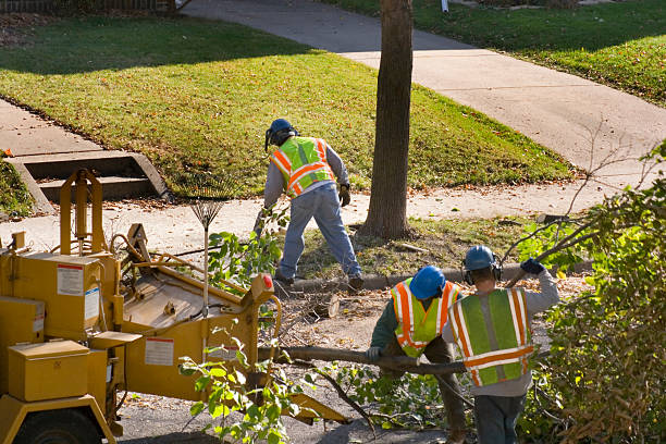 How Our Tree Care Process Works  in  Whitefish Bay, WI